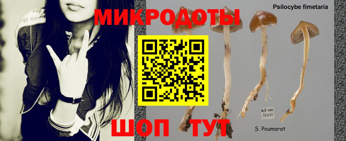 Галлюциногенные грибы Psilocybe Осинники